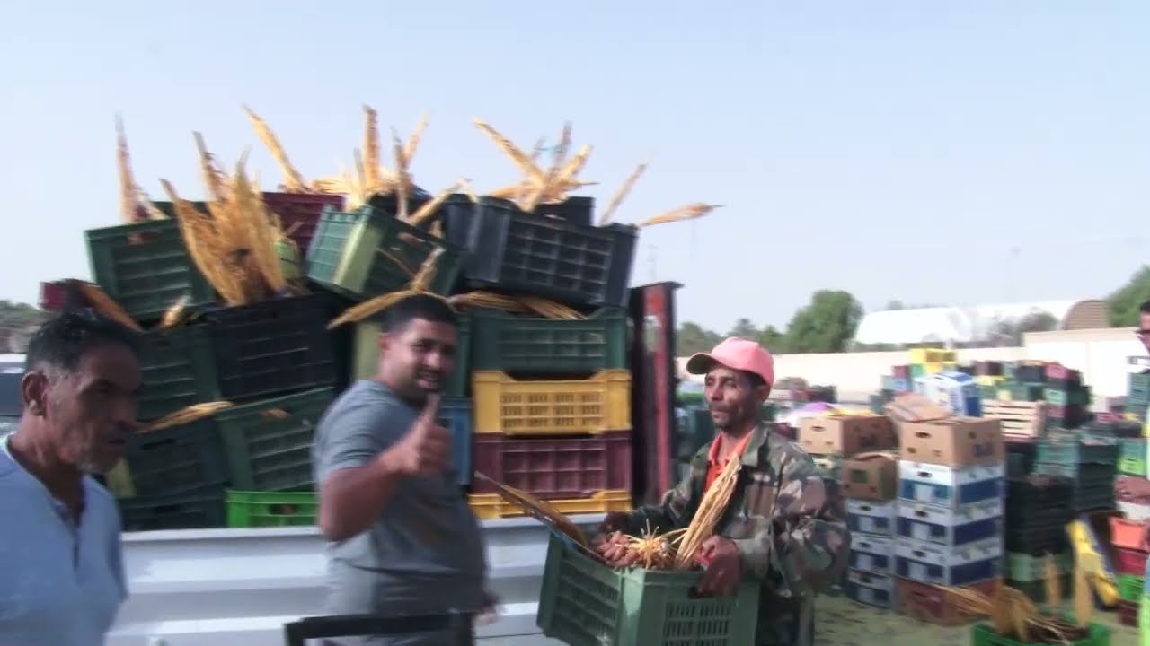 سوق الجملة في التمور بتوزر..كل الأنواع متوفرة والأسعار من دينار للخمسة آلاف لكن المشاكل بالجملة !!