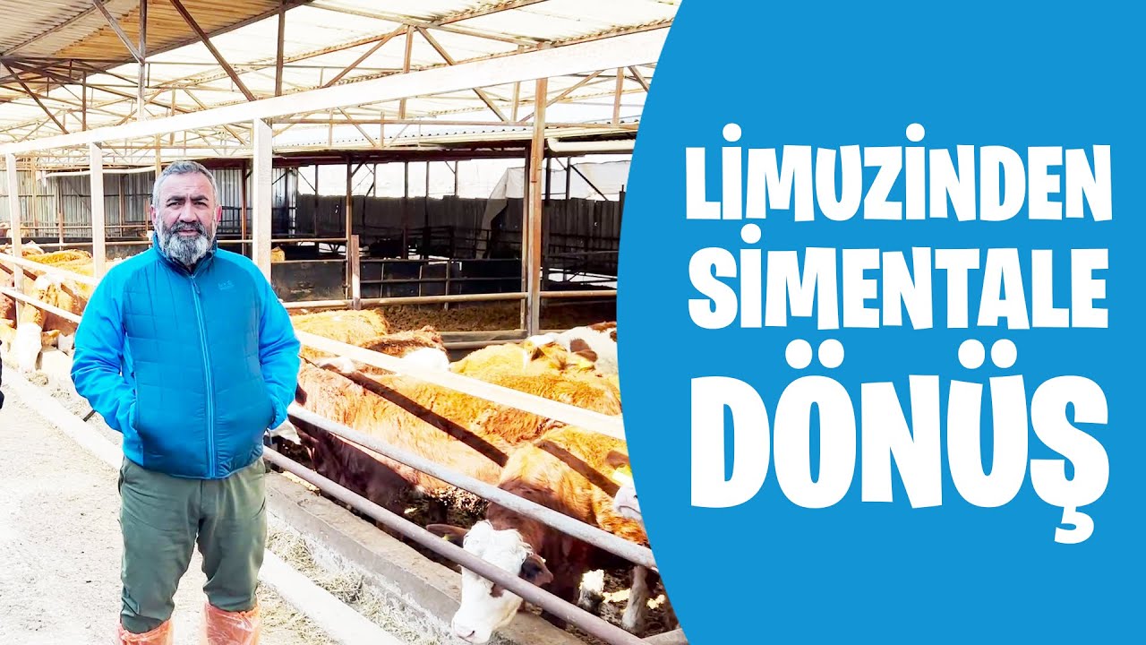 Limuzinden Simental'e Dönüş | Eşref Şekerli