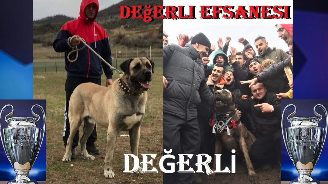 T&Uuml;RKİYENİN BELKİDE EN G&Uuml;&Ccedil;L&Uuml; K&Ouml;PEĞİYDİ DEV K&Ouml;PEKLERİ KEDİ GİBİ AĞZINDA G&Ouml;T&Uuml;R&Uuml;RD&Uuml;