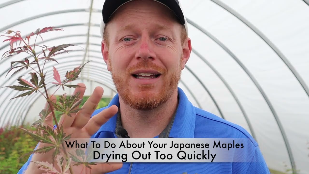 What To Do About Your Japanese Maples Drying Out Too Quickly?