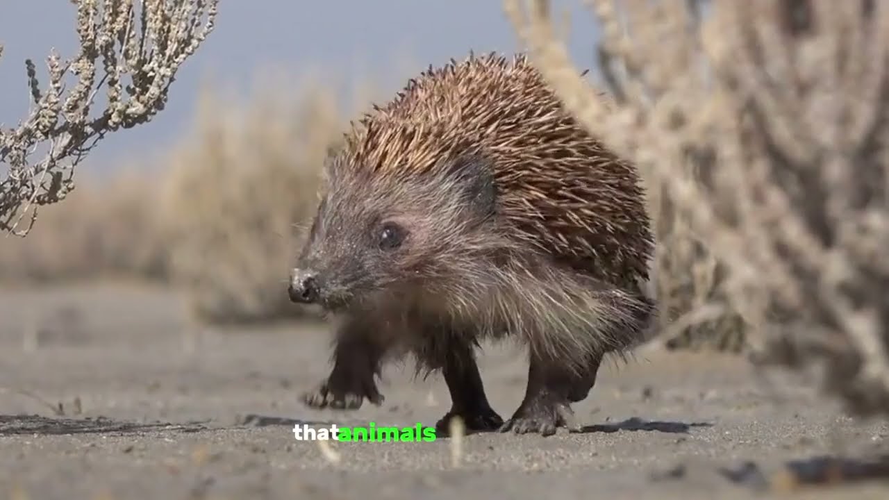Thanks To The Hedgehog's Excellent Defense Skill That Helped It Easily Defeat The Hungry Leopard!