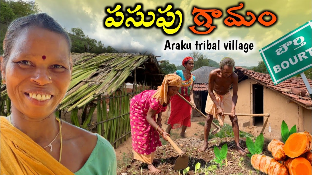 Turmeric Village in Araku : పచ్చని కొండలపై పసుపు గ్రామం - గిరిజన చిత్రం @TribalMirror