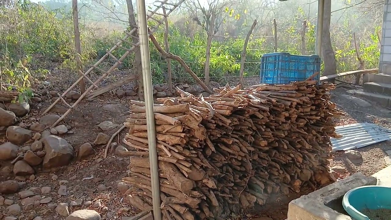CON LOS FUERTES NORTES SE CALLO UN ARBOL SERCA DE MI CASA
