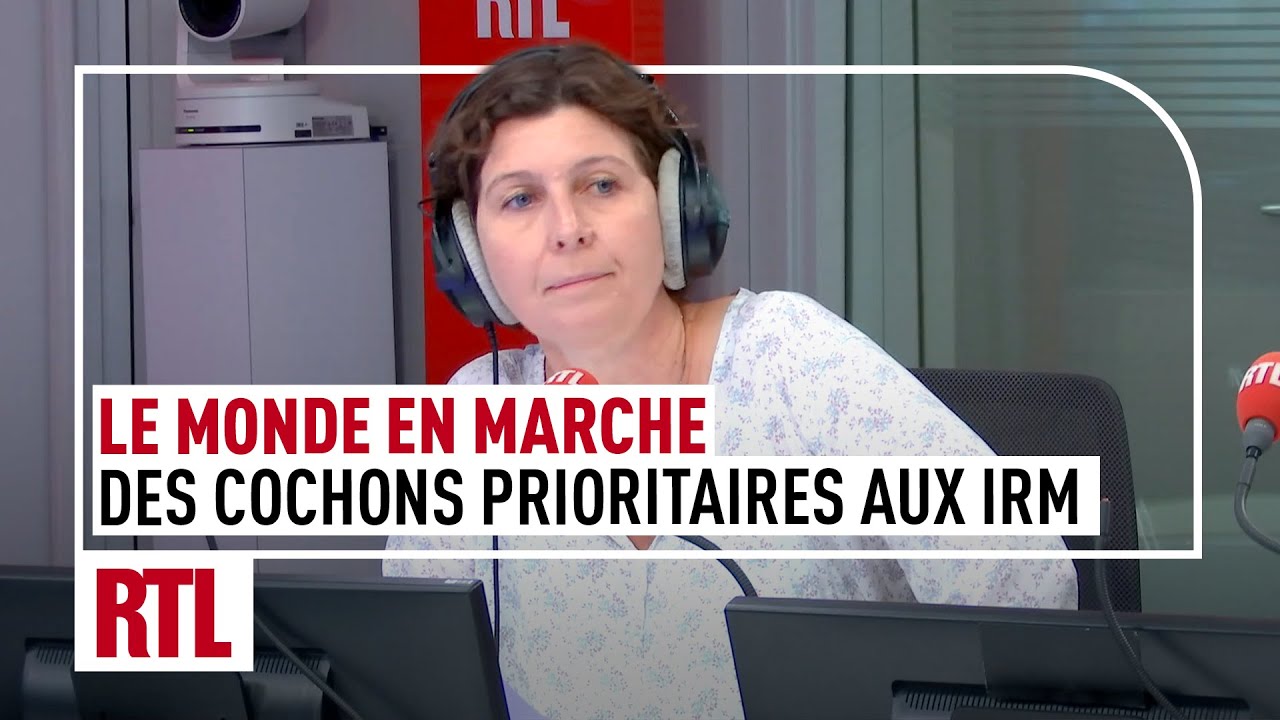 Le Monde en Marche : des cochons prioritaires aux IRM