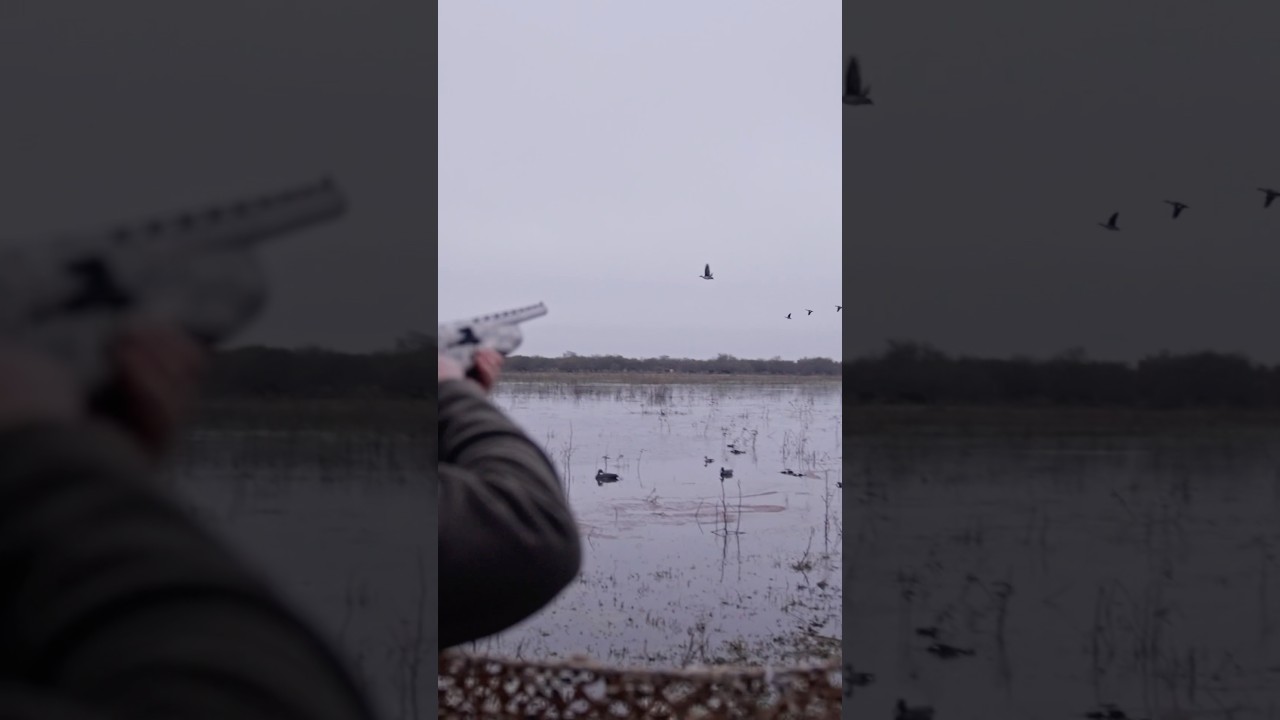 Ring Teal 🙌🏼 #hunting #duckhunting #duck