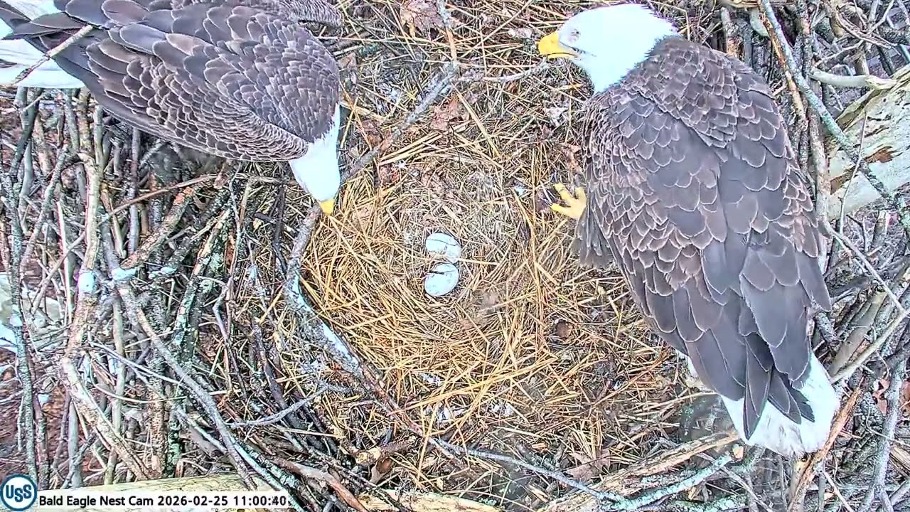 USS Bald Eagle Nest Cam on 2-25-26 @ 10:59 Irvin brings in a large stick