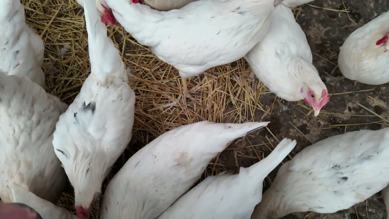 Hayallerin Peşinden Giden Öğretmen 300 Tavukla başladı, Başarılı Oldu.#çadır #tavuk #sendy