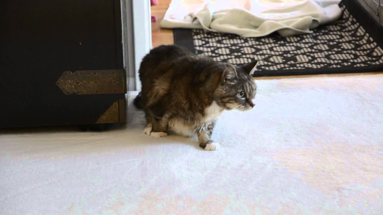 Monty our cat suddenly can't walk