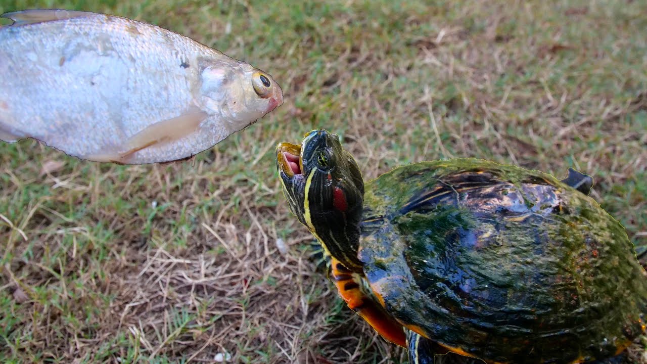 Tiny Tim Eats Huge Shad!