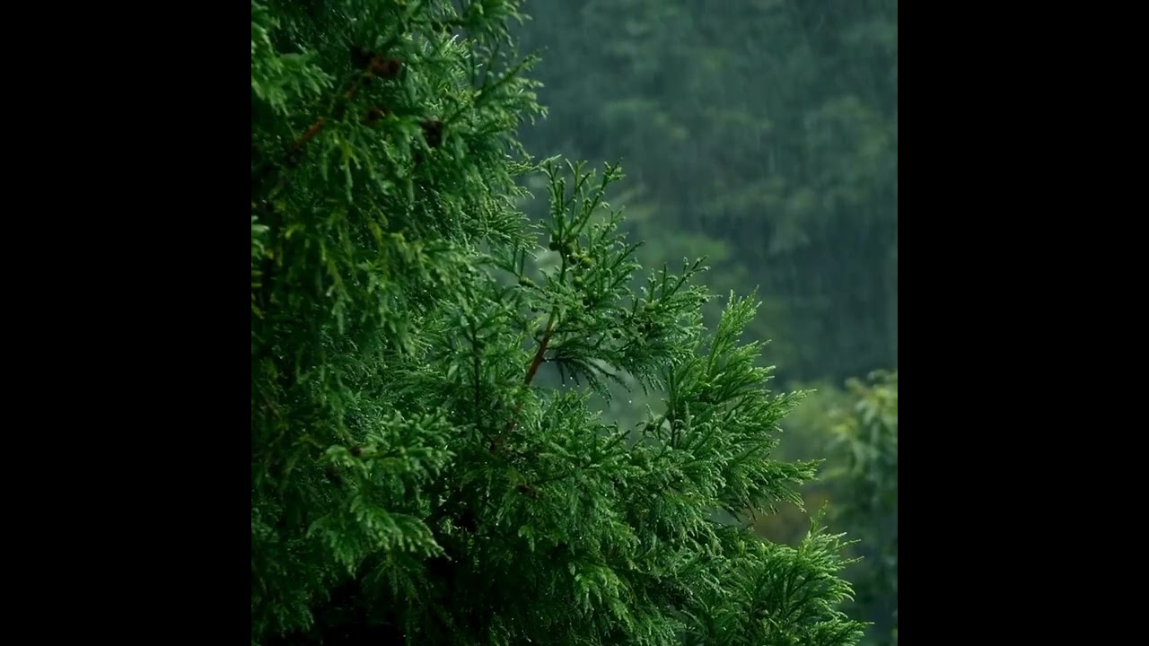 African Water Rhythm (432Hz) | Deep Focus Instrumental | Zanzibar Rainy Season