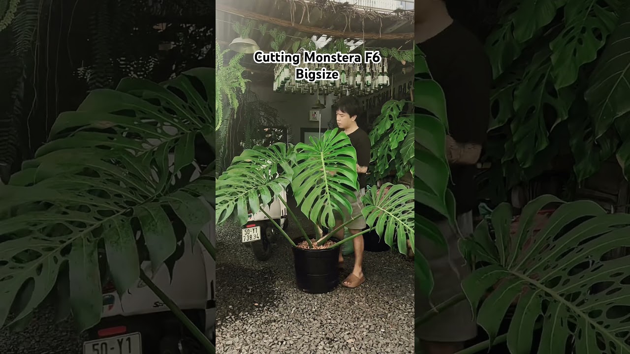 Monstera Deliciosa Form6 Bbigsize