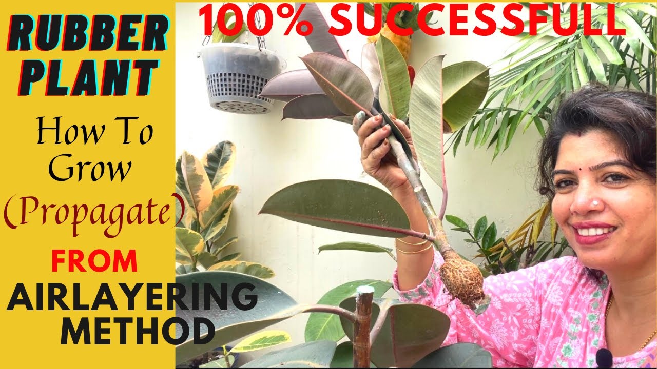 Rubber Plant Ko kaise Ugaye | Air Layering in Rubber Plant | Easy Way to Grow|Lifescapes with Kusum|