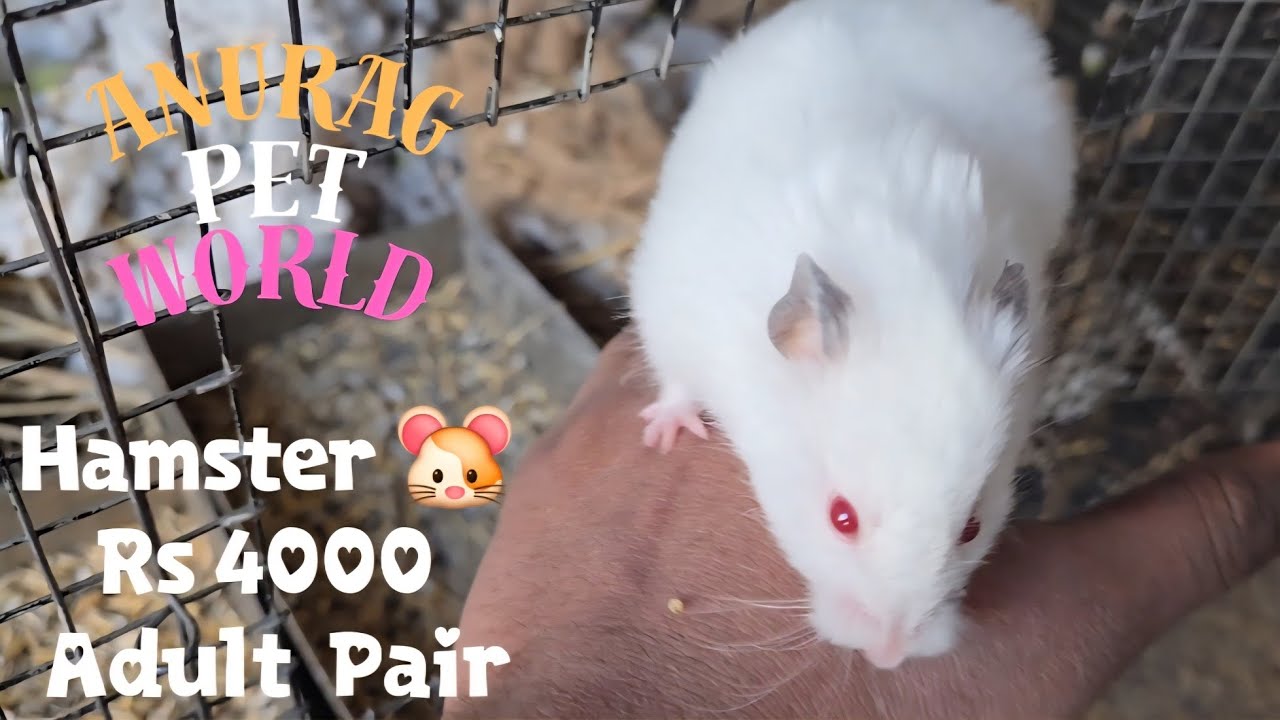 Dehradun Ki Exotic Pet Shop 😍 | Birds & Cute Pets Tour 