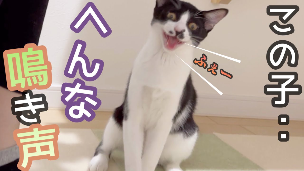 保護猫たか子の鳴き声が、なんかへんな件について