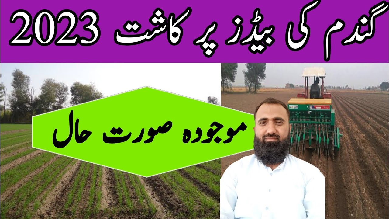 Bed cultivation of wheat in Punjab Pakistan || Bilal Kanju Official