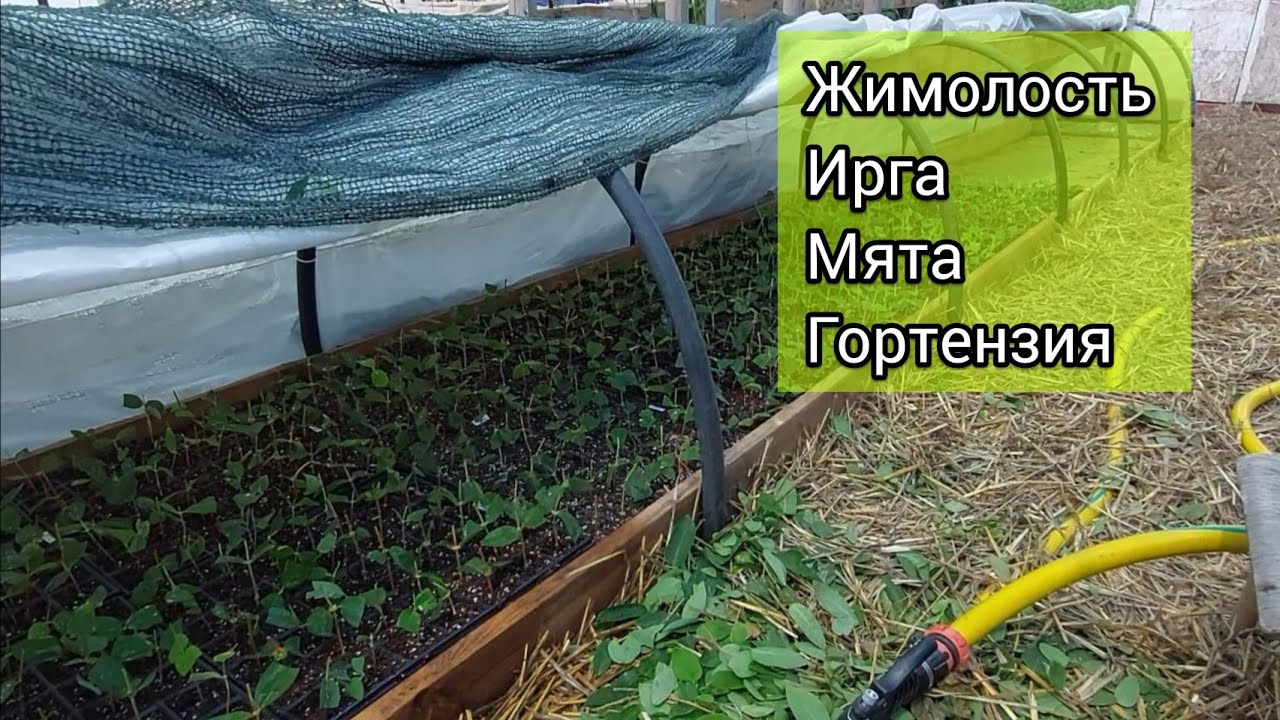 Черенкование жимолости летом в жару