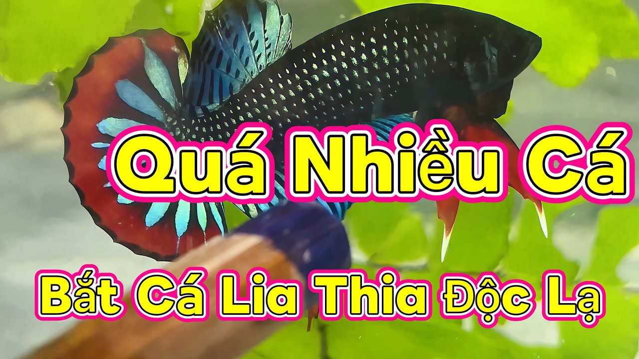 Cách Bắt Cá Lia Thia Độc Lạ Và Hiệu Quả Nhất 
