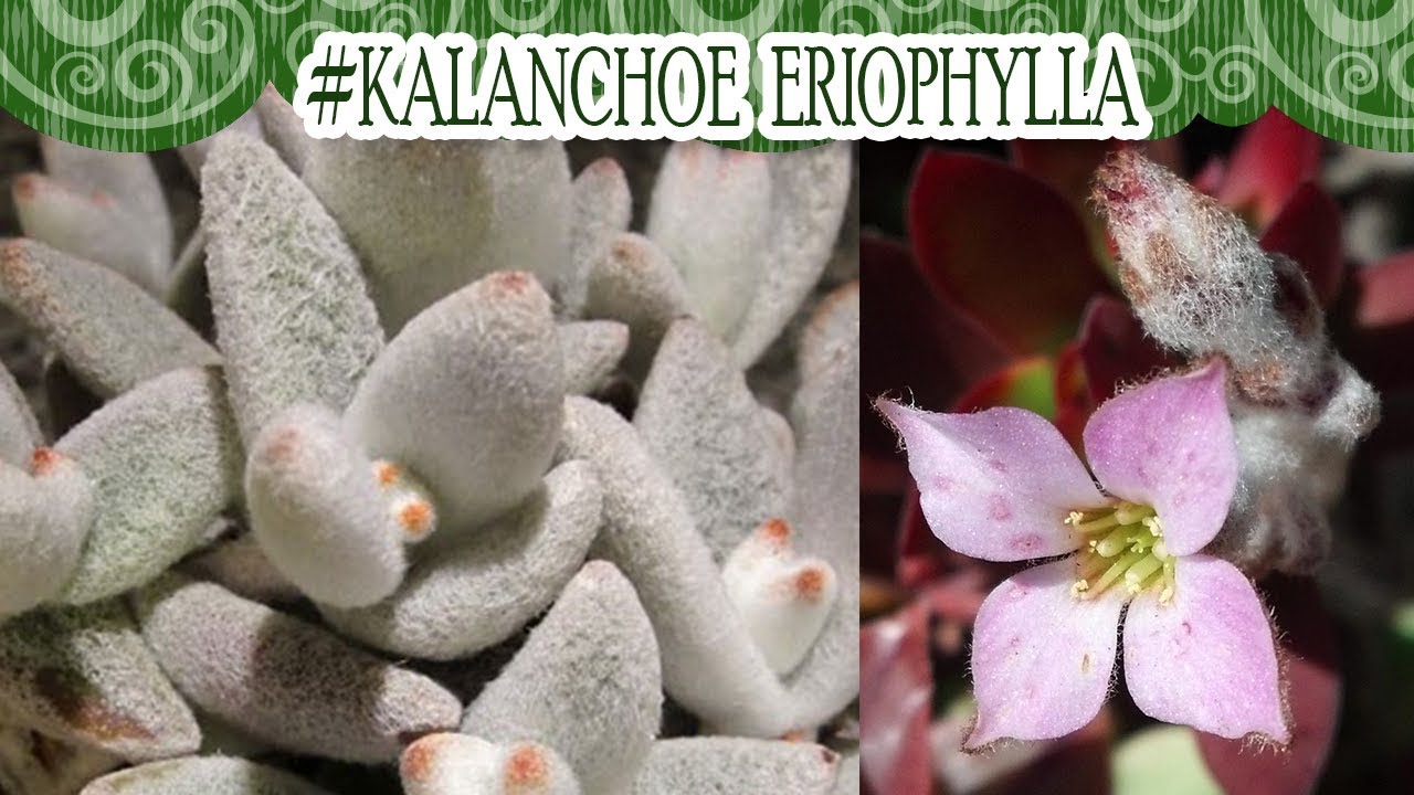 #Suculentadodia! | Kalanchoe Eriophylla
