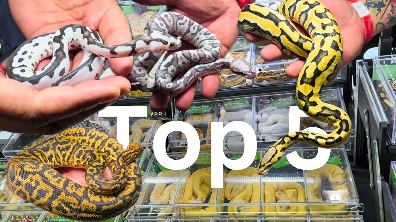 The Best Ball Pythons In The USA