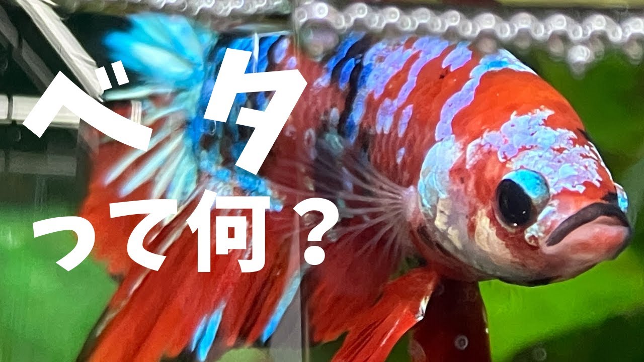 【ゆっくり解説】タイで古くから飼われている熱帯魚、ベタについて