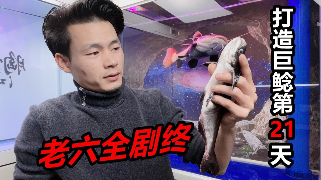 使盡渾身解數，也未能救活一條魚，還險些害死招財貓魚