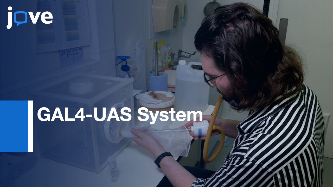 GAL4-UAS System Application in Functional Genetics | Protocol Preview