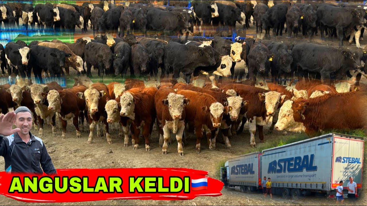RASSIYADAN 1 QO&rsquo;L ANGUS SEMENTAL BUQALAR KELDI 23 октября 2025 г.