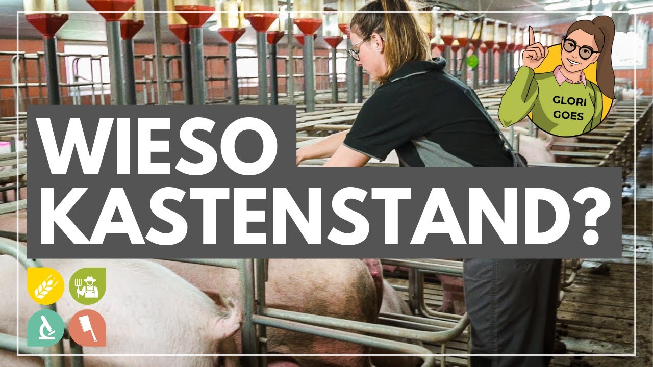 Glori goes Schweinezucht Pt. 2 | Wieso KASTENSTAND & FERKELSCHUTZKORB?