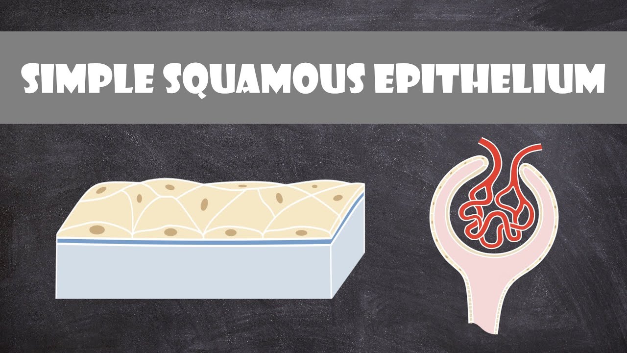 Simple Squamous Epithelium | Anatomy