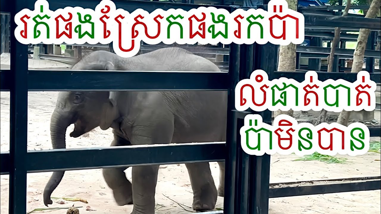 លំផាត់រត់ផងស្រែកផងភ័យបាត់ប៉ាមិនឃើញ, lomphat Run and scream because scared of losing it’s dad.