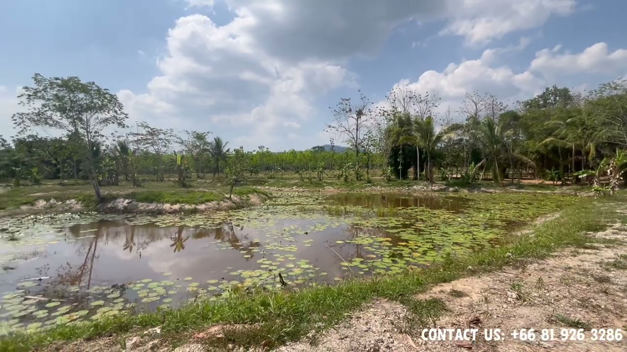 Over 7 Rai Beautiful Flat Land for Sale with Lotus Pond – Peaceful Natural Setting