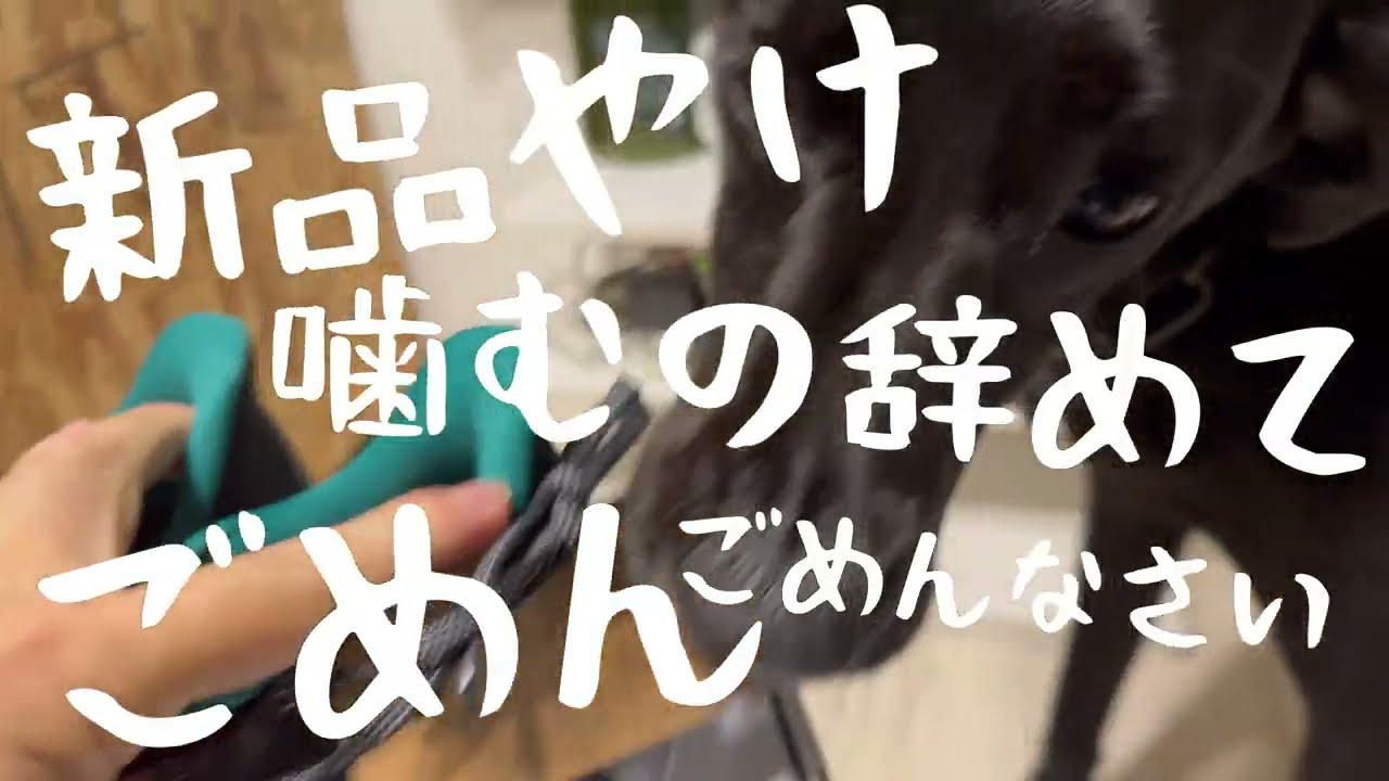ぼっちの私を世界一笑わせてくれる黒いヤツ❗️