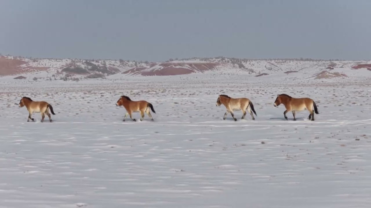 🐴В Синьцзяне спасают лошадей Пржевальского от холодов