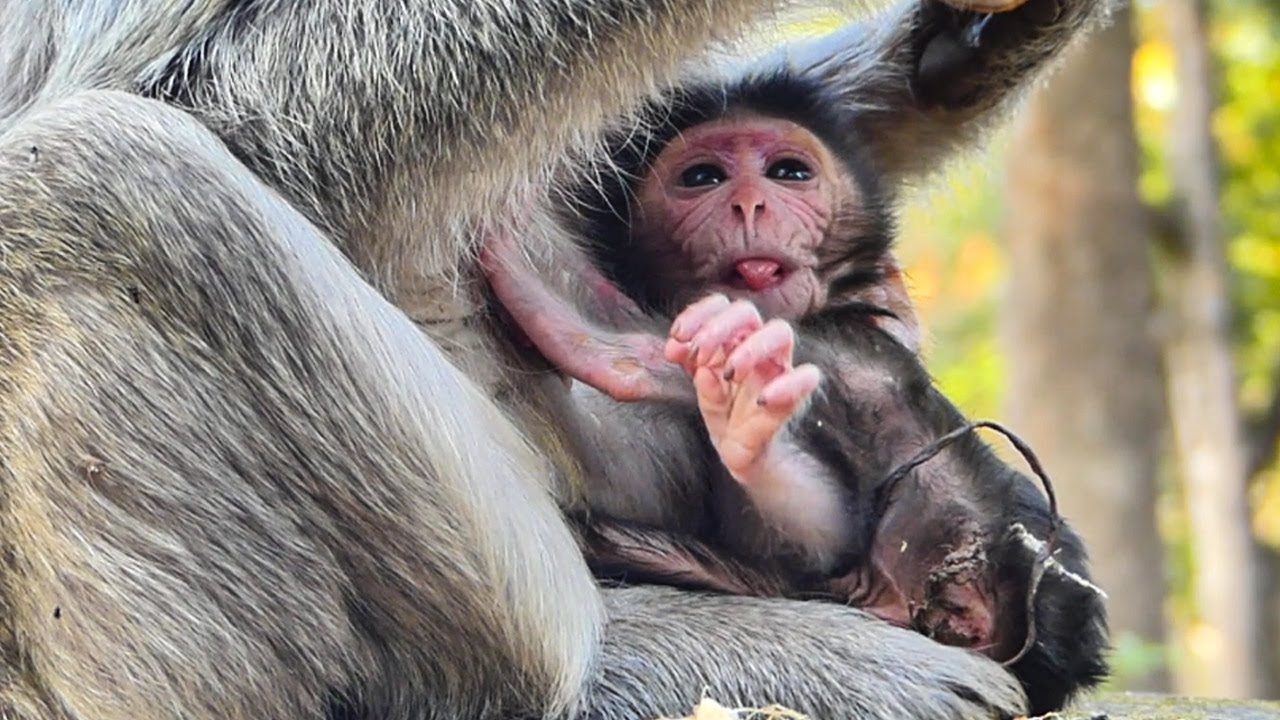 Look so beautiful adorable lovely gorgeous new baby monkey Stirling healthiest strong