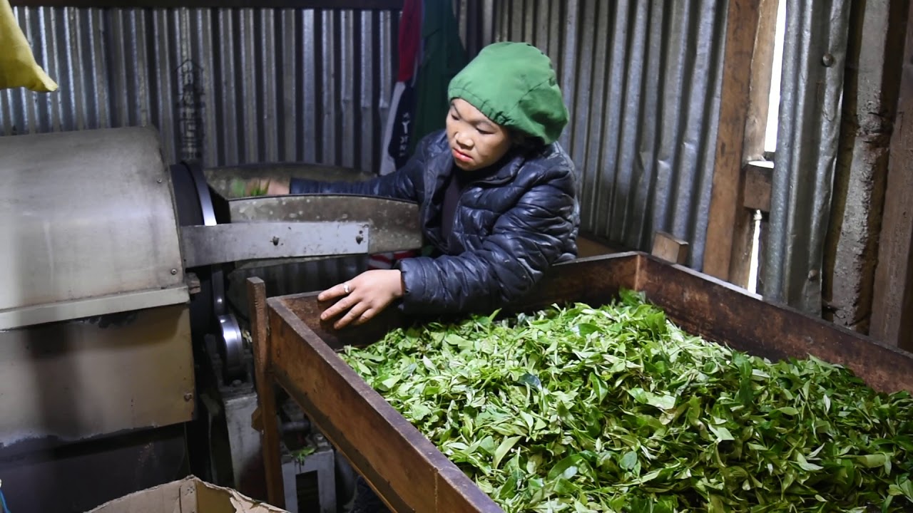 Discovering Nepal Tea - Organic green tea processing using a de-enzyme machine