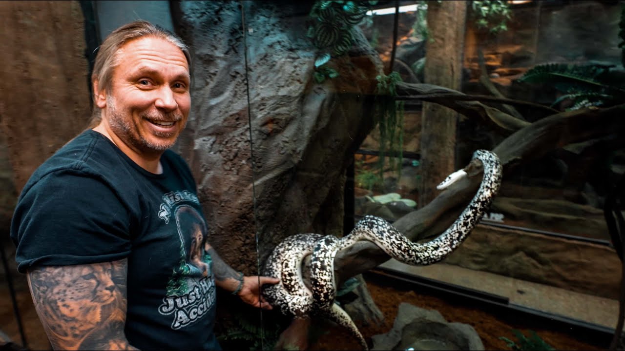 PERDITA my COW RETICULATED PYTHON GETS A NEW ENCLOSURE!! | BRIAN BARCZYK