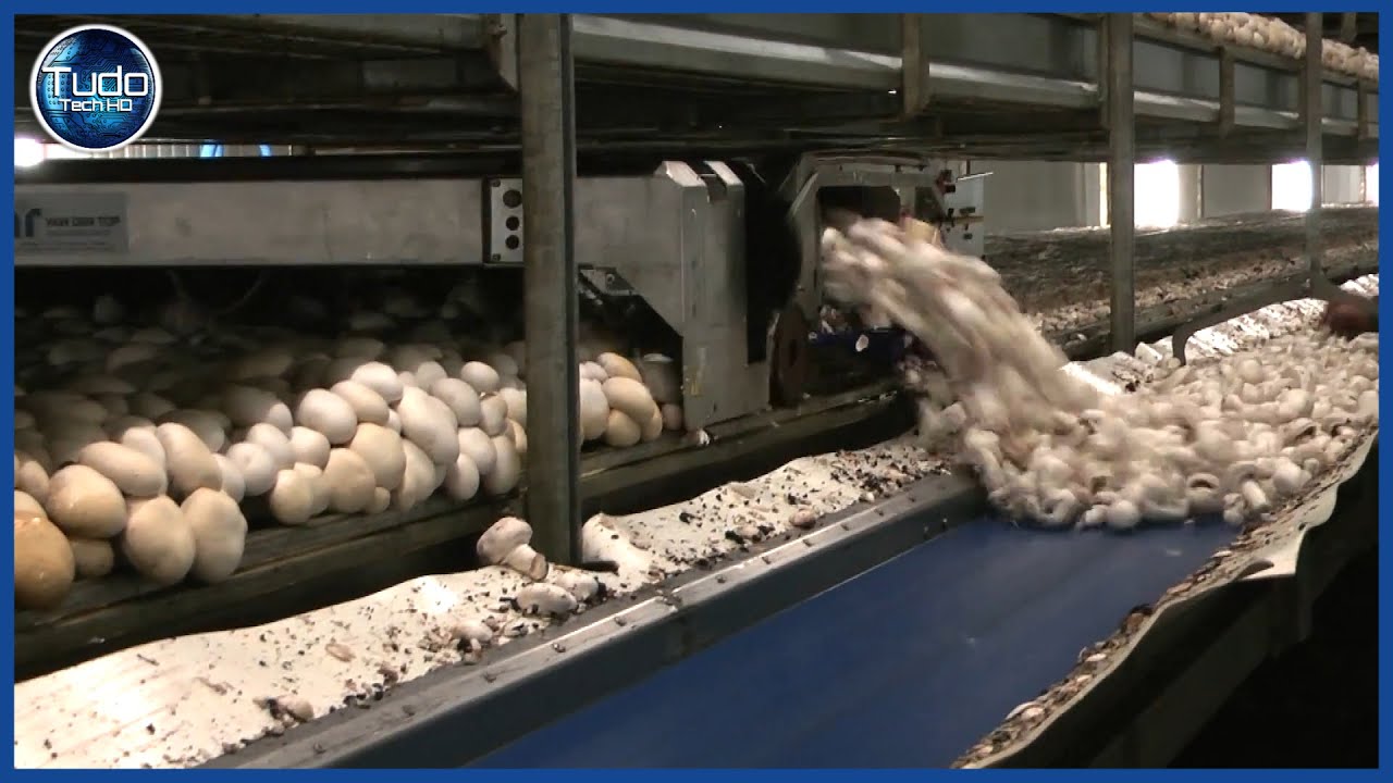 Como os Cogumelos são produzidos em Estufa - Como os Champignons comestíveis são cultivados