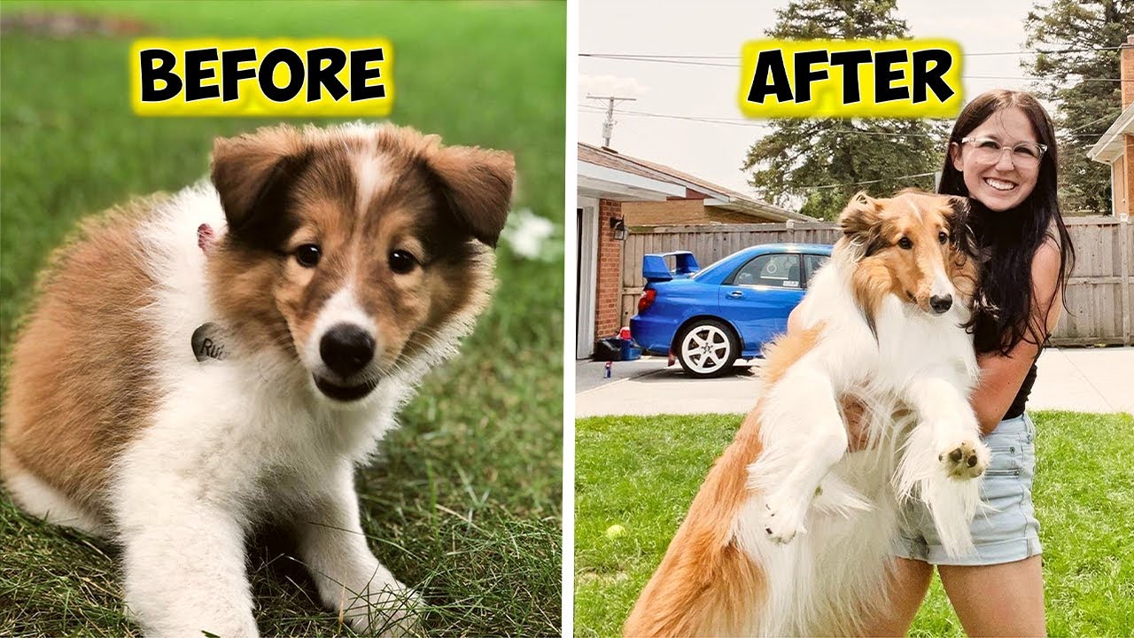 Rough Collie Life: Meet Ruby From Illinois