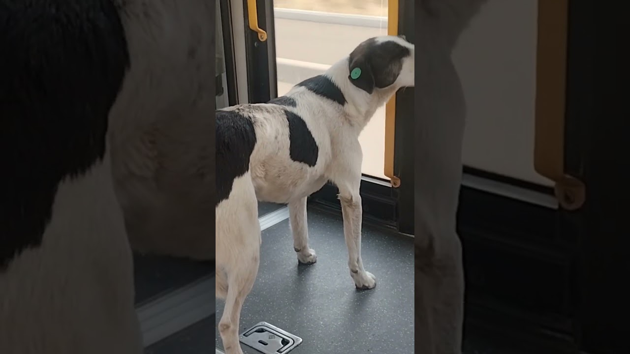 şeherde afdobusla yol gedən it bezi insanlardan ağillidir siz ne fikirleşirsiz
