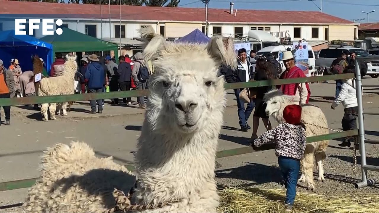 Bolivia exhibe el potencial y los avances de la ganadería en una feria de camélidos