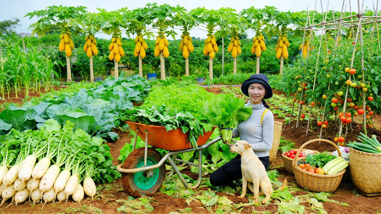 Harvest, Sell, Cook With: Mixed Vegetables, Papaya, Tomato, Korean Radish - Farm Life