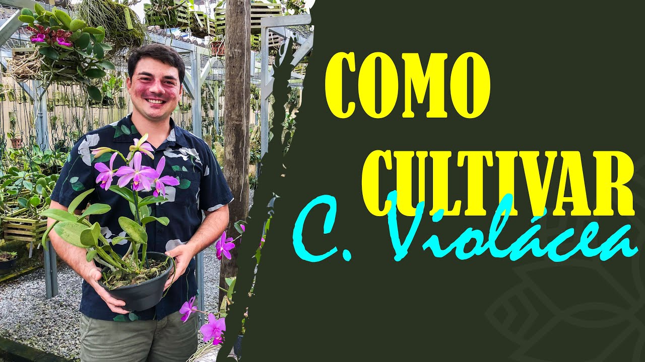 COMO CULTIVAR C.VIOLÁCEA