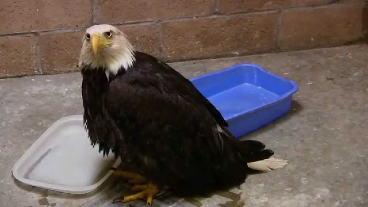 Bald eagle rescue