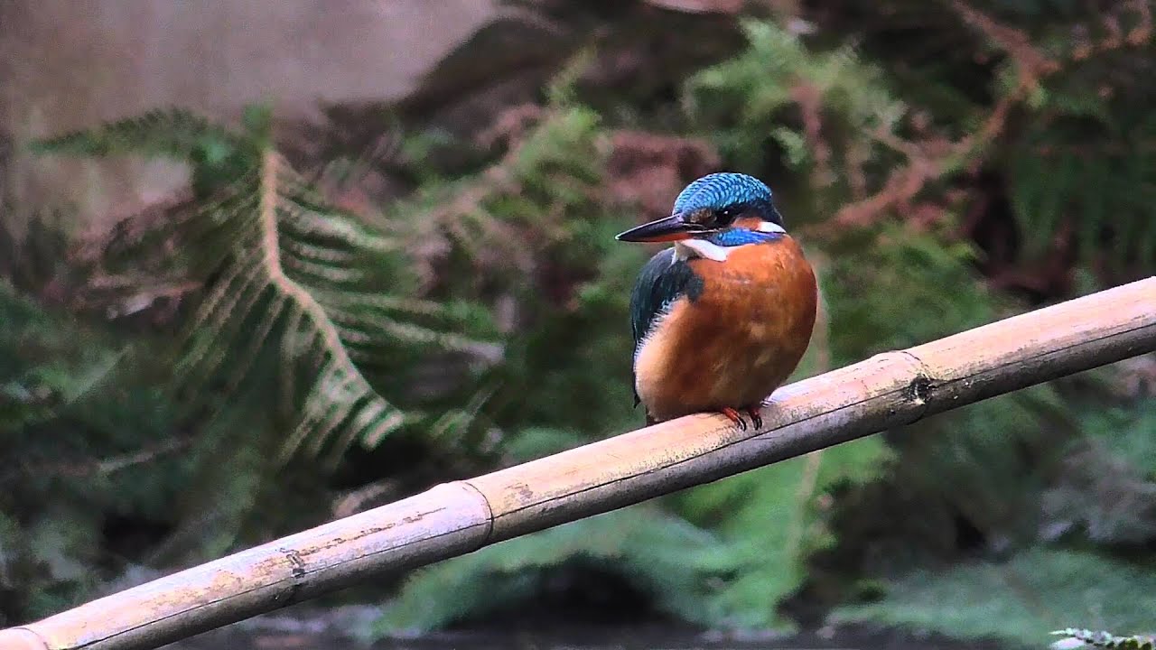 Vroege Vogels - Fanatieke ijsvogel in actie