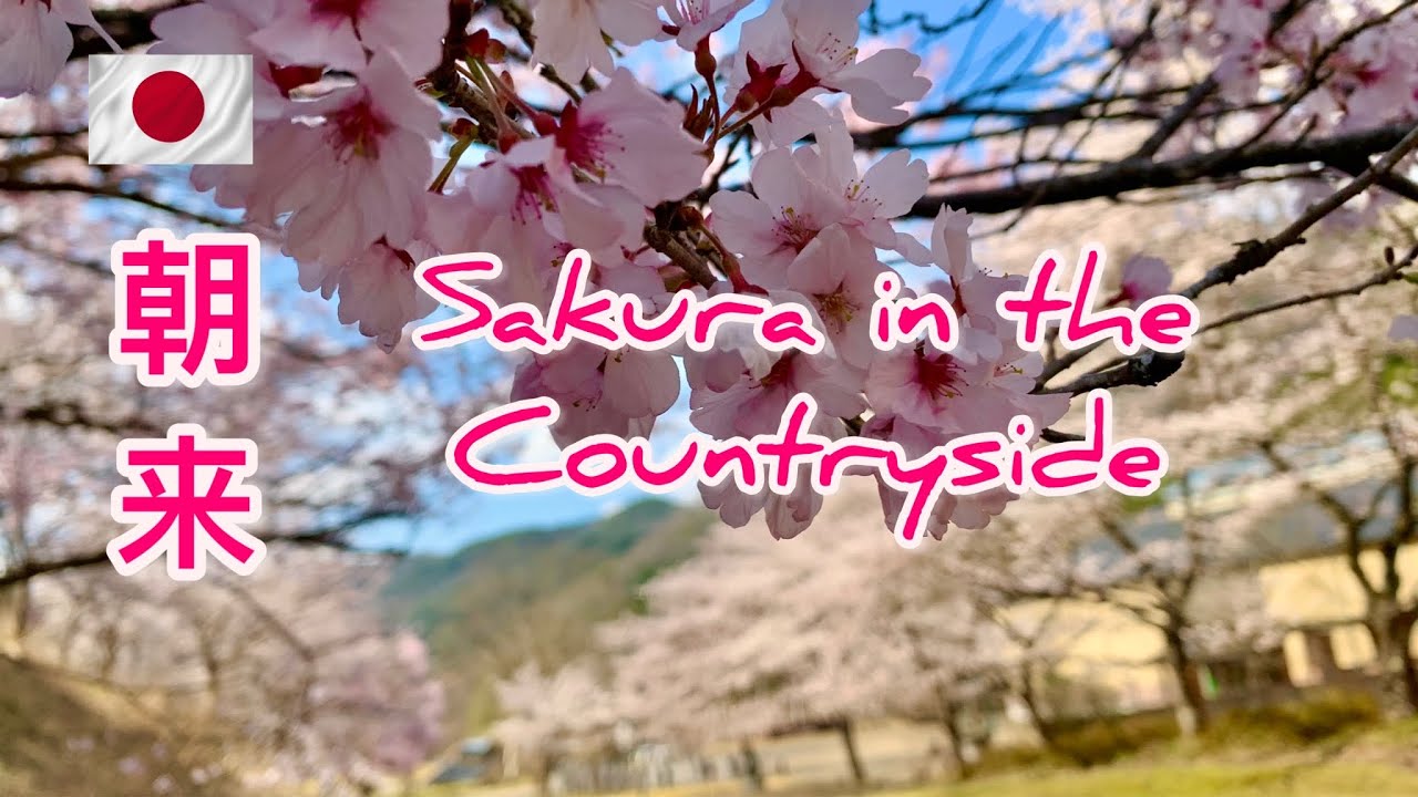朝来 Sakura in Asago | Anywhere But Home