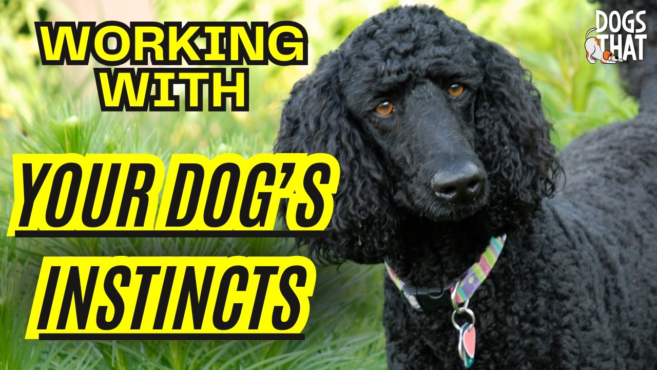 Your Dog&rsquo;s Instincts: Understanding Eyeing, Stalking, Chasing, Biting, Shredding And More!