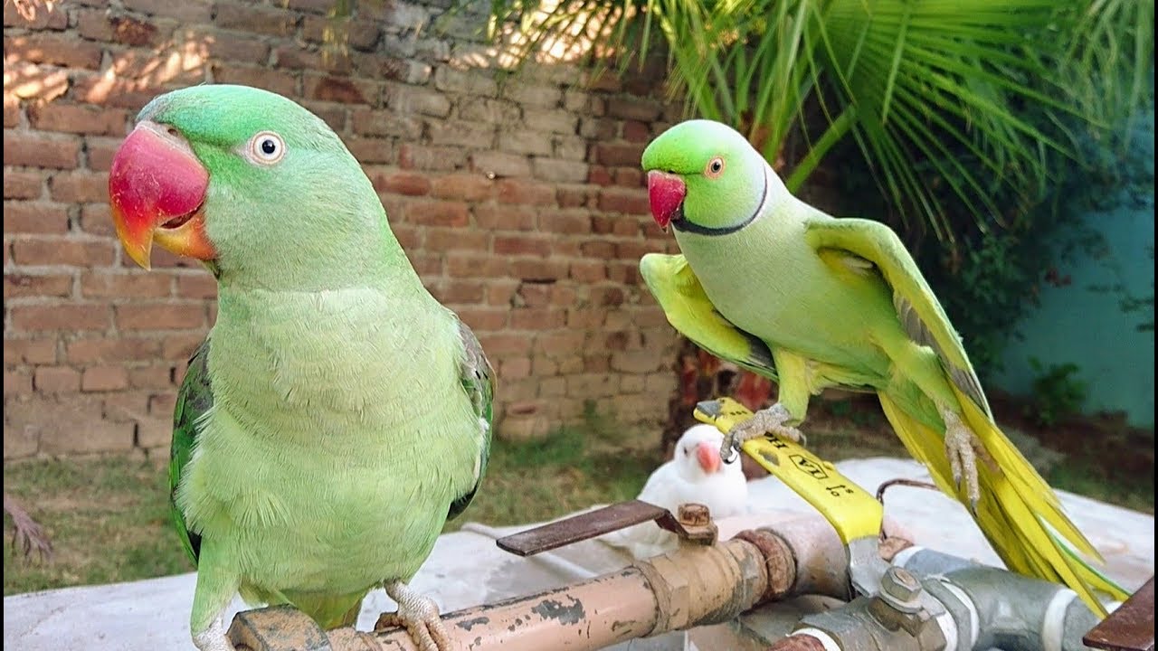 Parrots Morning Meeting