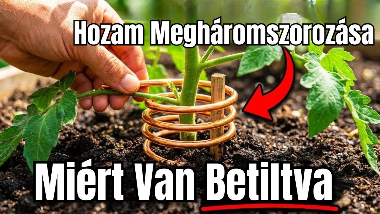 Egy Rézdrót Megháromszorozza A Termést — Miért „Tiltott” Ez A Tudomány?