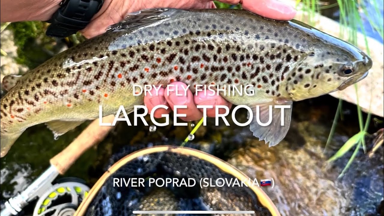 Dry fly fishing large trout with various patterns - River Poprad (SK)