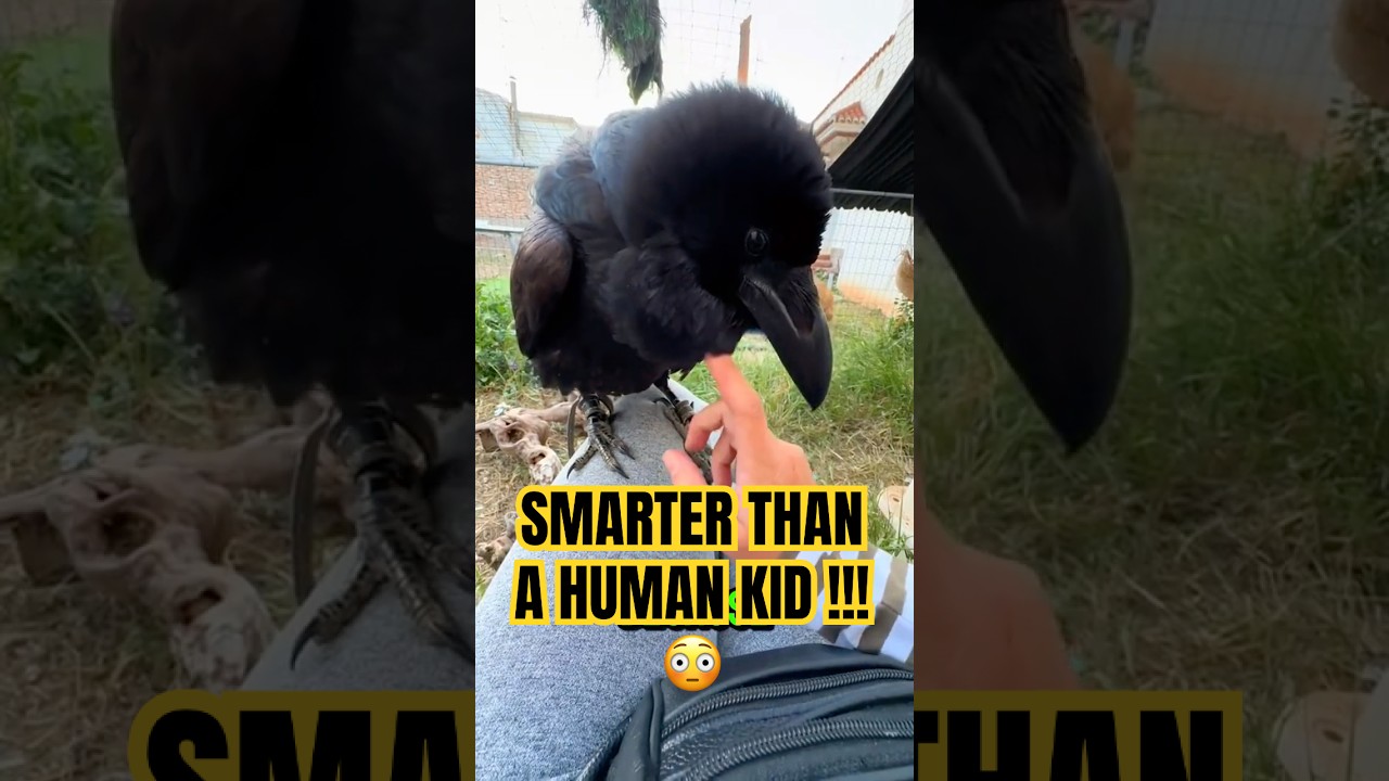 Crows Are Way SMARTER Than You Think 🤯     #crow #raven #birds #animals